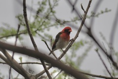 Anaplectes rubriceps