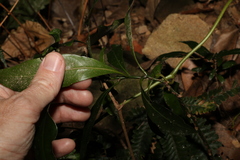 Eupomatia bennettii