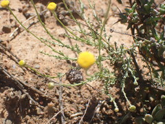 Pentzia incana