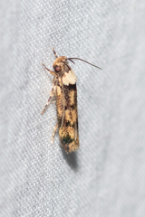 Sphyrelata nefanda
