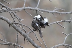 Eurocephalus ruppelli