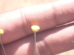 Pentzia incana