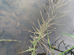 Eleusininae