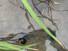 Eleusininae