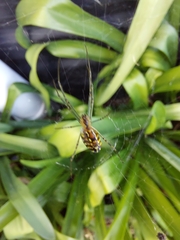 Leucauge dromedaria