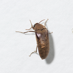 Trigonodera mastersii