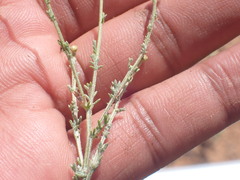 Pentzia incana