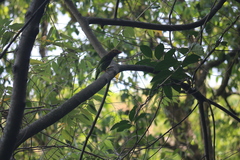 Psilopogon zeylanicus