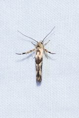 Stathmopoda melanochra