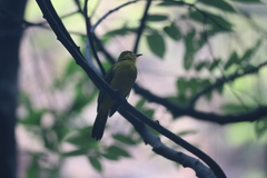 Iole indica