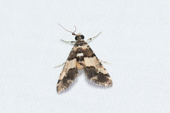 Nacoleia mesochlora