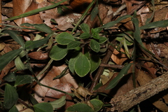 Peperomia leptostachya