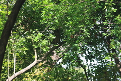 Ketupa zeylonensis