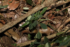 Peperomia leptostachya