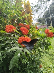 Papilio memnon