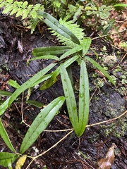 Nestegis cunninghamii