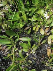 Scaevola hookeri