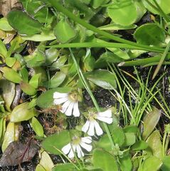 Scaevola hookeri