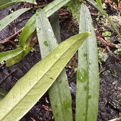 Nestegis cunninghamii