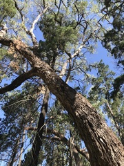 Angophora floribunda