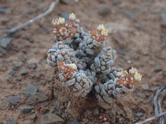Crassula corallina