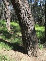 Angophora floribunda