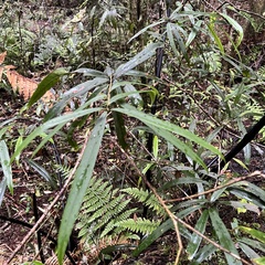 Nestegis cunninghamii