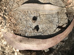 Angophora floribunda