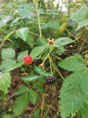 Rubus