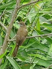 Pycnonotus conradi