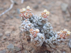 Crassula corallina