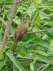 Pycnonotus conradi