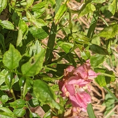 Rosa lucieae