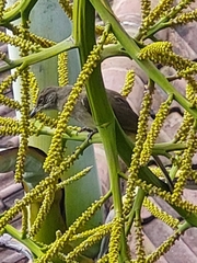 Pycnonotus conradi