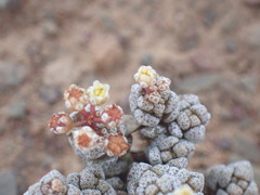 Crassula corallina