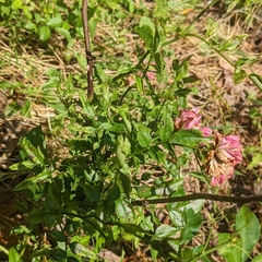 Rosa lucieae