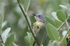 Apalis flavida
