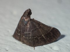 Pyralinae