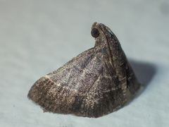 Pyralinae