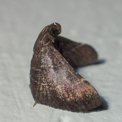 Pyralinae