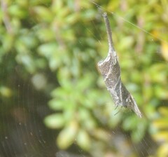 Phonognatha graeffei