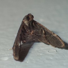 Pyralinae
