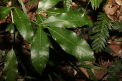 Bouchardatia neurococca