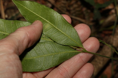 Bouchardatia neurococca