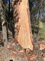 Angophora leiocarpa