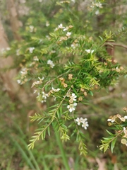 Myrtoideae