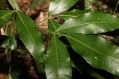 Bouchardatia neurococca