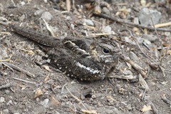 Caprimulgus clarus