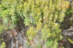 Phonognatha graeffei