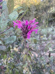 Agastache mexicana